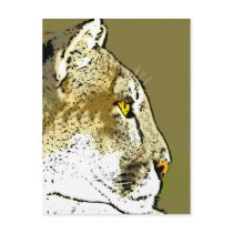 wildcat postcard