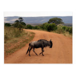 wildebeest crossing post cards