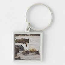 Wildebeest jumping into Mara River during Keychain