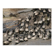wildebeest mara river postcard