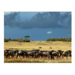Wildebeest migration Masai Mara Kenya postcard
