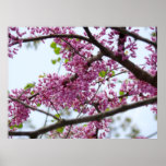 Wilderness Trees Posters