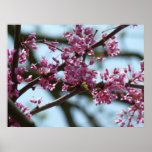 Wilderness Trees Poster
