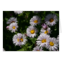 Wildflower card