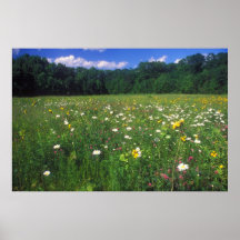 Wildflower Meadow Print