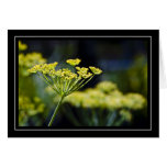 Wildflower Photo Note Card