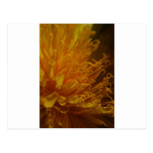 Wildflower Post Card