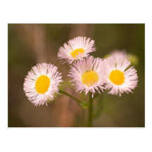 Wildflower Post Cards