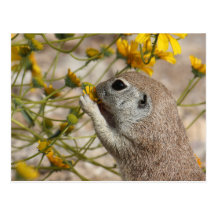 Wildflower Snack Postcard