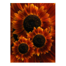 Wildflower Sunflowers Post Card