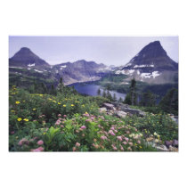 Wildflowers and Hidden Lake, Shrubby