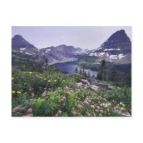 Wildflowers and Hidden Lake, Shrubby