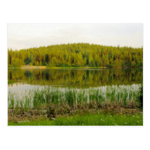Wildflowers, Bullrushes Marshall Lake Postcards