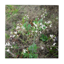 Wildflowers Ceramic Tiles