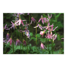 Wildflowers - Fawn Lilies Photographic Print