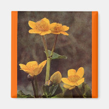 Wildflowers: Marsh Marigold Fridge Magnets