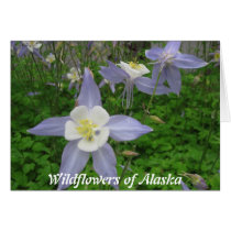 Wildflowers of Alaska-Columbine (Aquilegiacan) Card