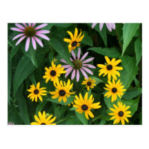 Wildflowers Post Card
