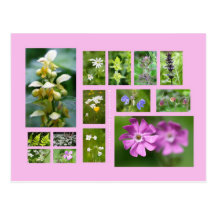 Wildflowers postcard