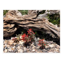 wildflowers postcard