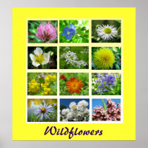 Wildflowers