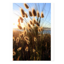 Wildflowers Waikanae Beach Post Card