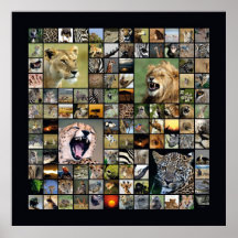 Wildlife Collage 2 Plakat