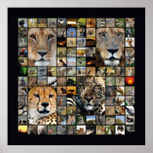 Wildlife Collage 3 Plakatdrucke