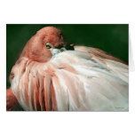 Wildlife-Flamingo cards