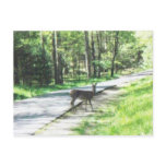 wildlife in the smokies #72 post card