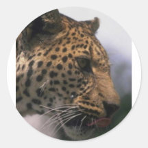 WILDLIFE STICKERS