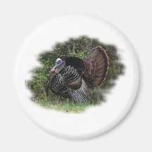 WildTurkey on the prowl Magnets