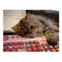 Will work for a catnip post card