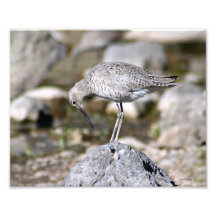 Willet on Rock 8x10 Photo Art