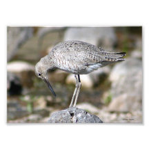 Willet on Rock Photo Art