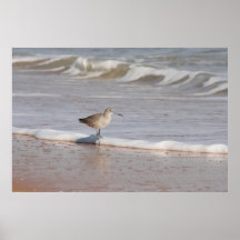 Willet Poster
