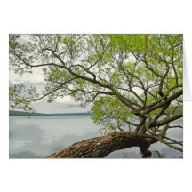 Willow at the Lake Greeting Cards