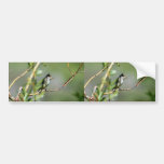 Willow Flycatcher Bumper Stickers