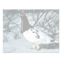 Willow Ptarmigan Announcements