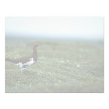 Willow ptarmigan custom announcement
