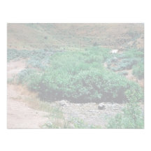 Willow Riparian Habitat in Idaho Custom Invitations