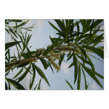 Willow with catkins greeting card