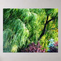 Willowbreeze Photo Print