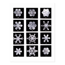 Wilson Bentley Snowflakes Postcard