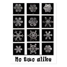 Wilson Bentley's Snowflakes, 1902 Post Card