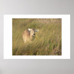 Wind blasted doe. poster