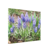 Wind Blown Grape Hyacinths Gallery Wrap Canvas