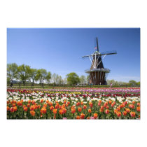 Windmill Island park with tulips in bloom at