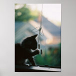 Window Kitten Silhouette Posters