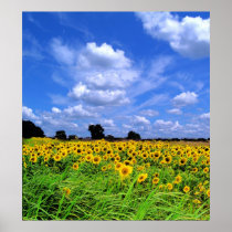 Windswept fields ans sky poster